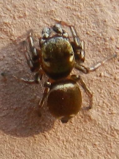 Heliophanus sp.